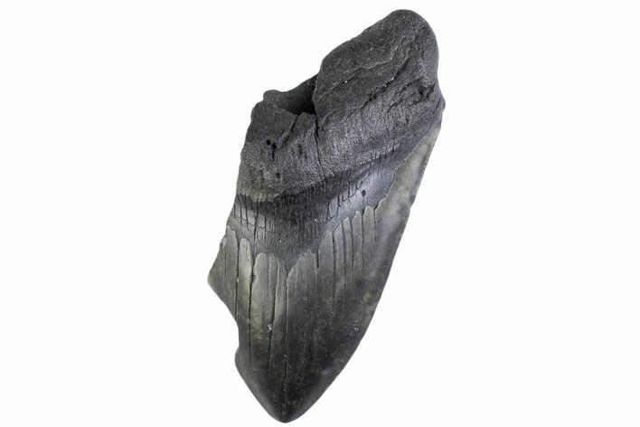 Partial Fossil Megalodon Tooth - South Carolina #374916
